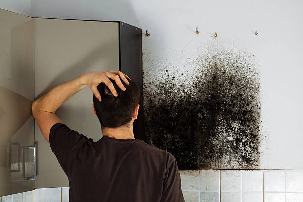 Best Black Mold Remediation in Asheville, NC
